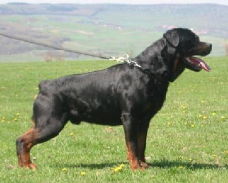 rottwi..